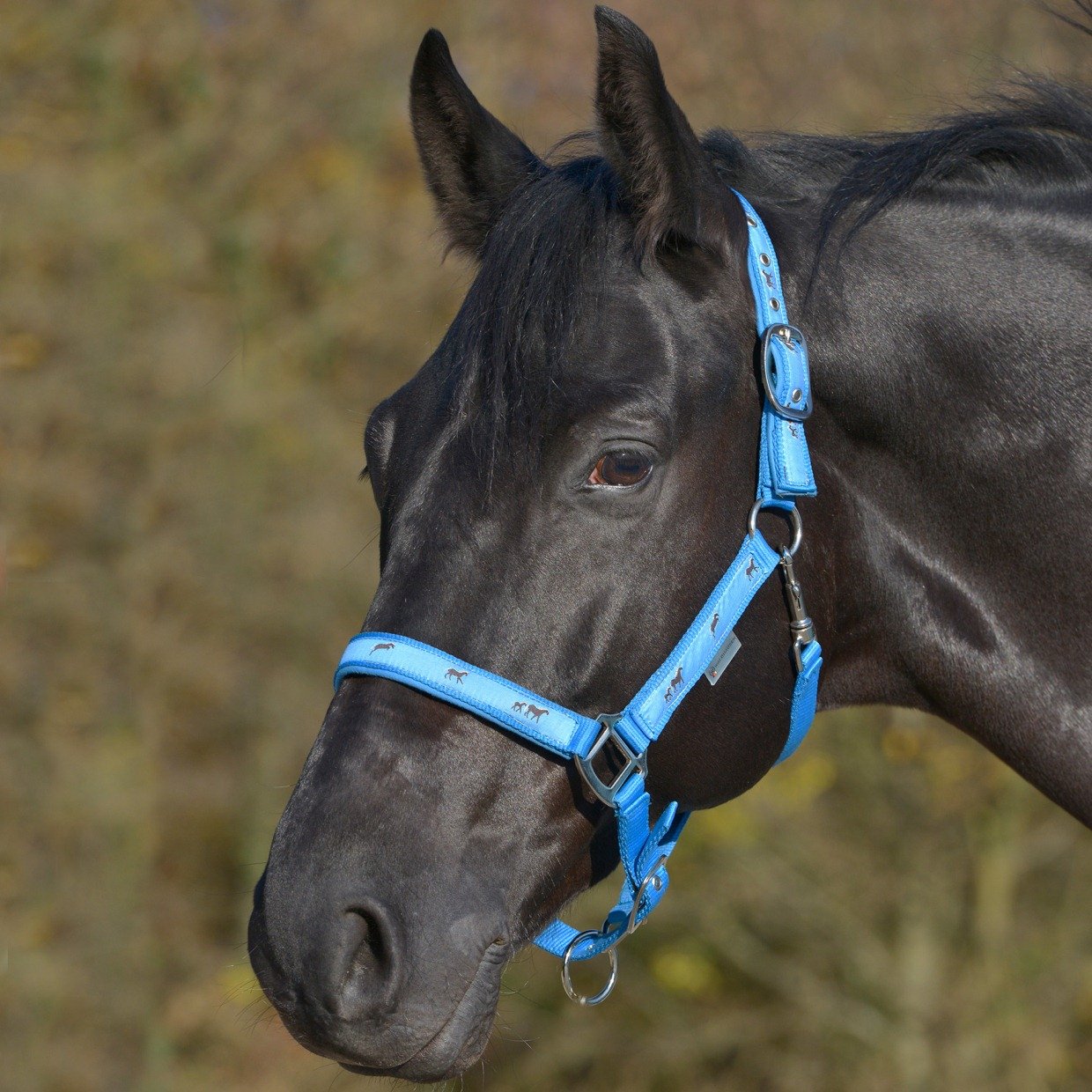 Waldhausen Halter – Brighton Saddlery